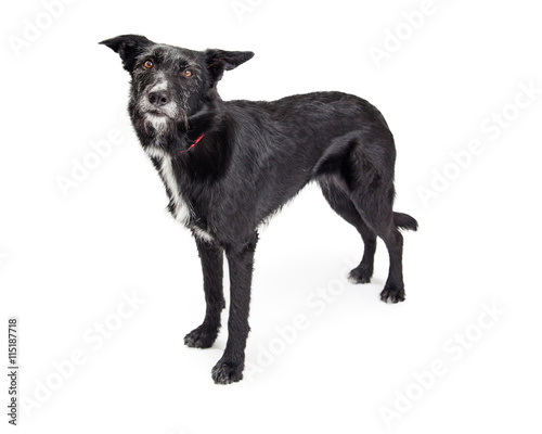 Foto Large Black Terrier Dog Standing Over White