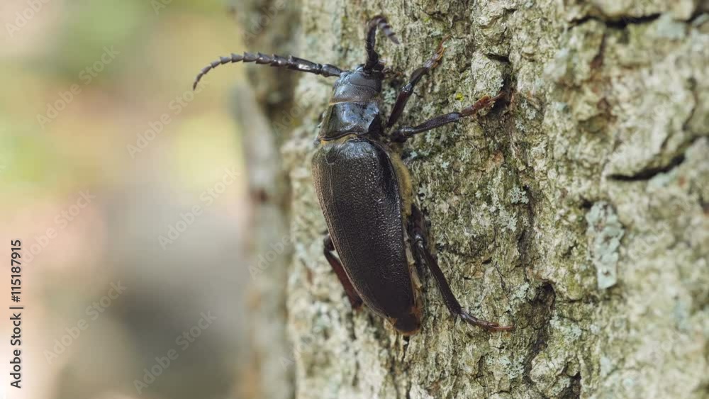 4K Broad-necked Root Borer (Prionus laticollis) - Female 3