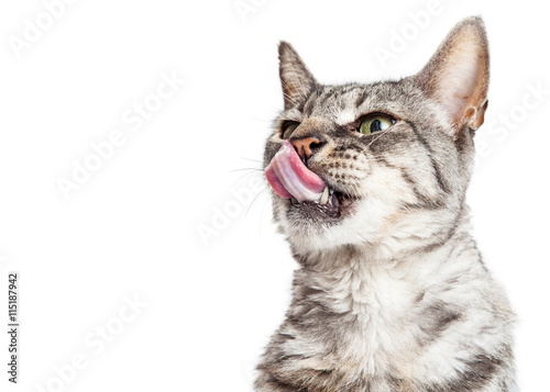 Portrait Funny Hungry Cat Tongue Out