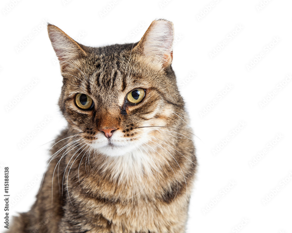 Portrait Tabby Cat With Tipped Ear Portrait Tabby Cat With Tipped Ear