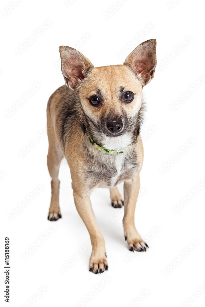 Small Mixed Breed Dog Over White