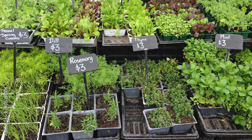 Punnets of organic seedlings for sale at a farmers market. Photographed in New Zealand. photo