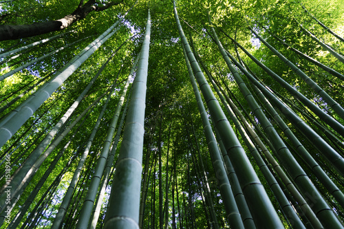 Bamboo forest of Arashiyama  Kyoto  Japan