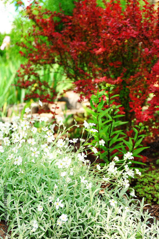 Obraz premium Beautiful small white flowers on blurred tree background