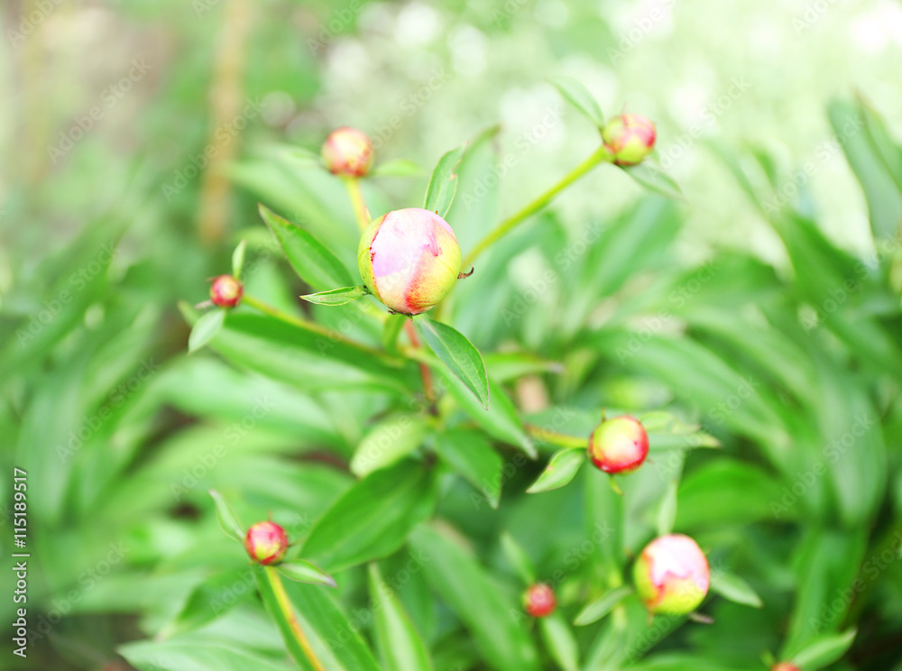 Unopened peony buds on blurred nature background Unopened peony buds on blurred nature background