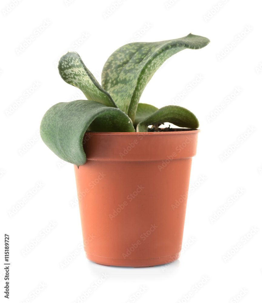 Home plant in flowerpot on white background Home plant in flowerpot on white background