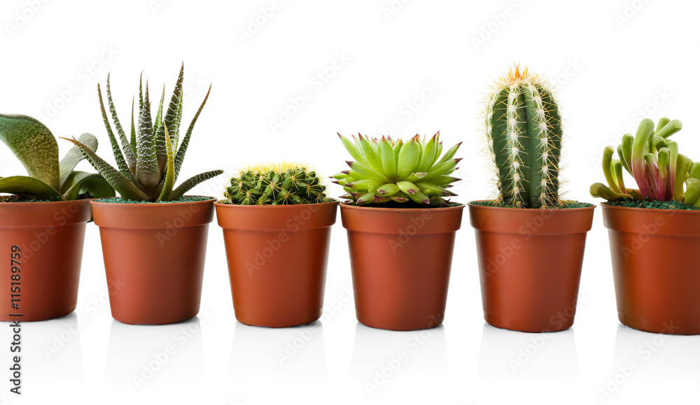 Different succulents and cactus in pots on white background