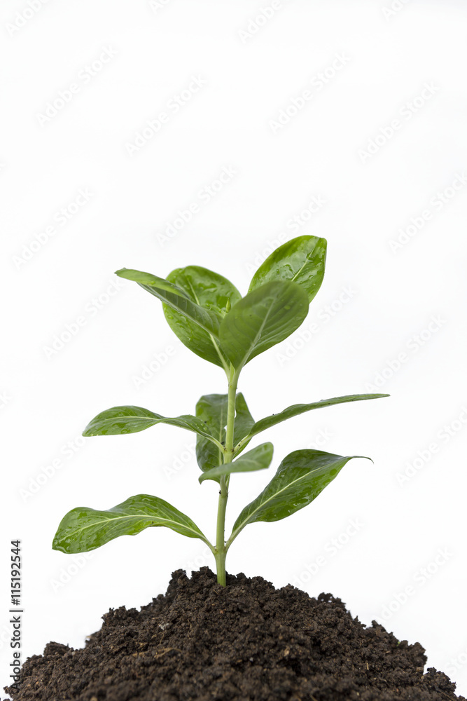 Young flower plant in black soil on white background Young flower plant in black soil on white background