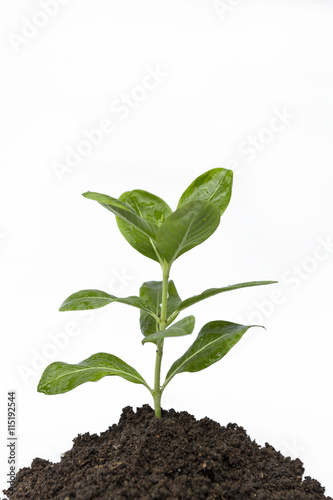 Young flower plant in black soil on white background