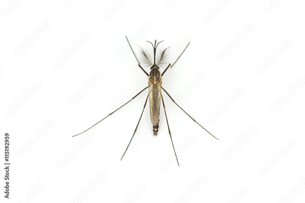 Close up Mosquito isolated on white background Close up Mosquito isolated on white background