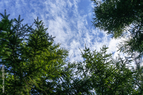 Sky and pines