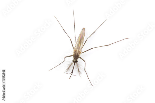 Close up Mosquito isolated on white background
