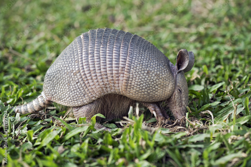 Armadillo searching for food in the field Armadillo searching for food in the field