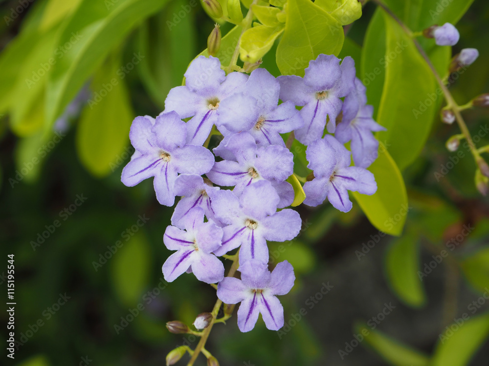 Fototapeta premium Beautiful blue flowers