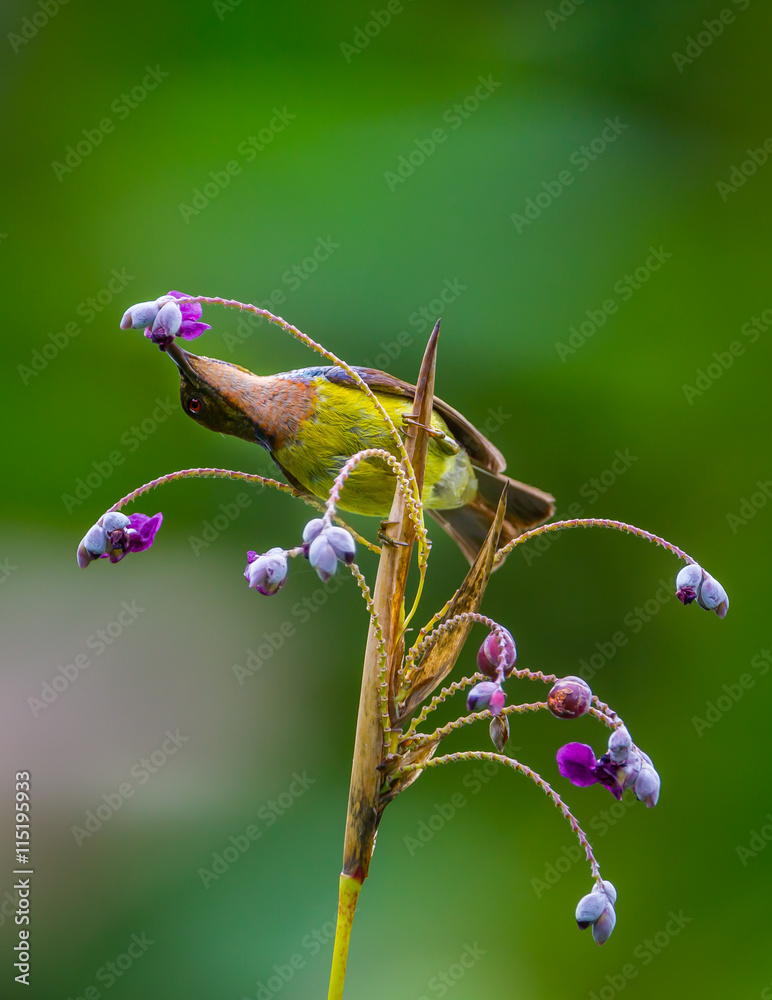 Male Brown-throated sunbird(Prinia inornata) catch on the flower in real nature in Thailand