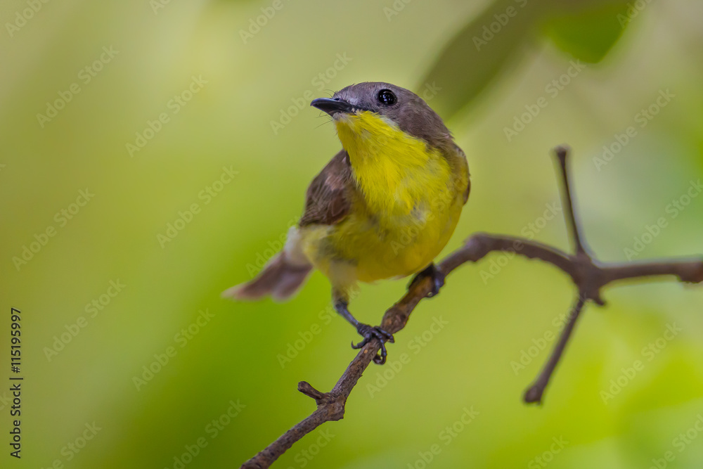 Lovely Golden-bellied Gerygone(Gerygone sulphurea)  on the branch 