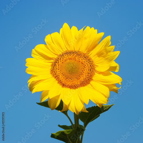 Beautiful yellow sunflower