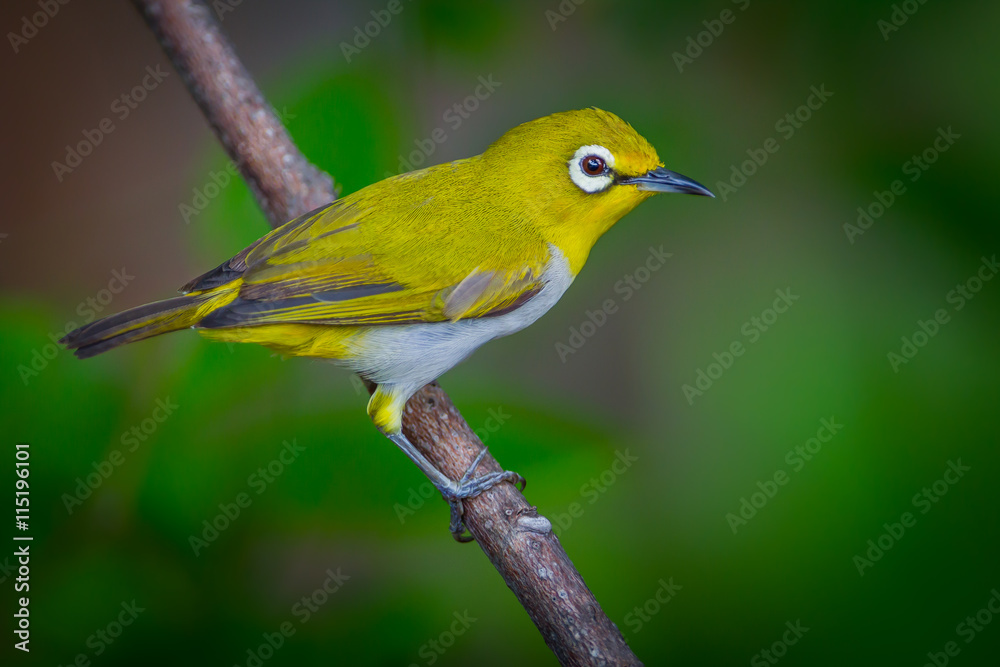 Close up of Oriental White-eye (Zosterops palpebrosus ) in real nature in Thailand