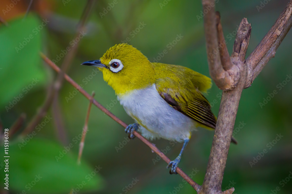 Close up of Oriental White-eye (Zosterops palpebrosus ) in real nature in Thailand Close up of Oriental White-eye (Zosterops palpebrosus ) in real nature in Thailand