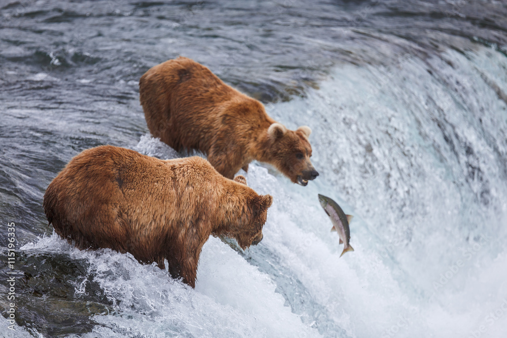 Obraz premium Grizzly Bears Fishing For Salmon