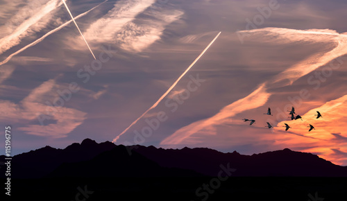 Birds flying against blue sky in the background panoramic view