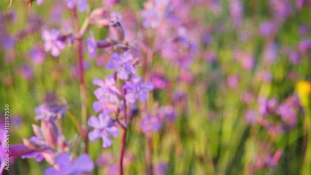 Bumblebee collects nectar from pink flowers, slow motion Bumblebee collects nectar from pink flowers, slow motion