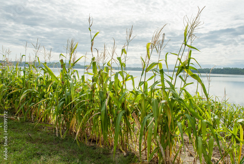 corn grows along the banks of a lake