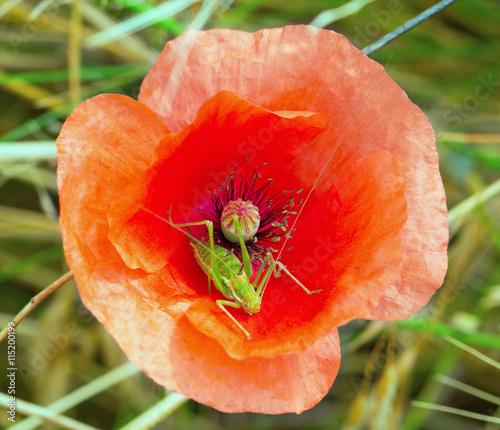 Greenhopper on a poppy flower photo