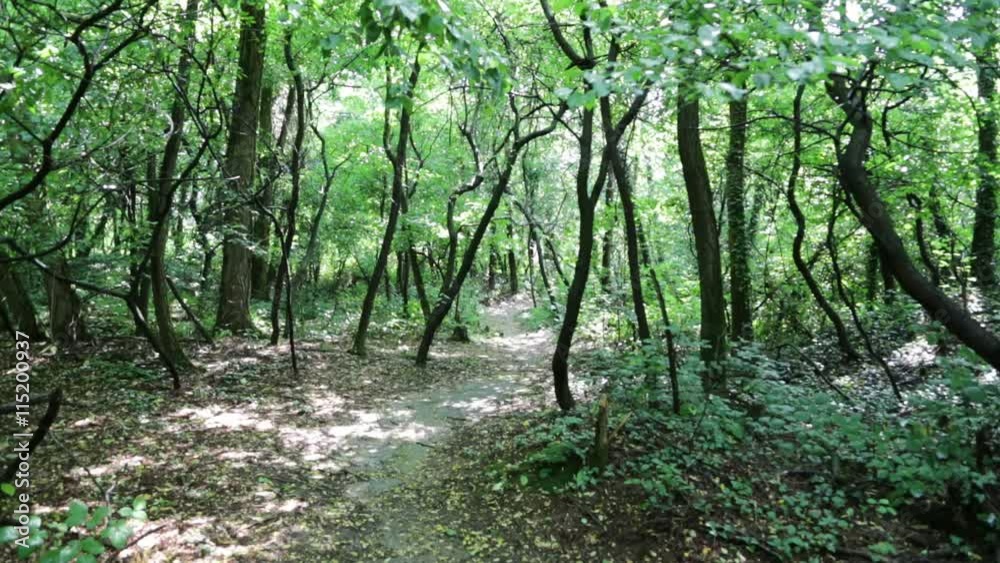 in italy forest trail and nature light and sunny. in italy forest trail and nature light and sunny.