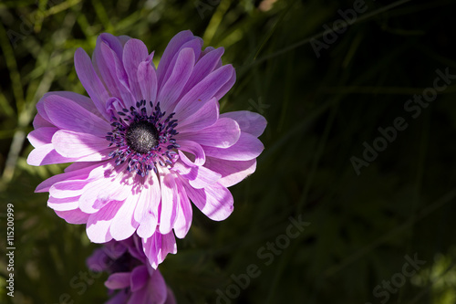 Gartenfreude - Anemone - Blume