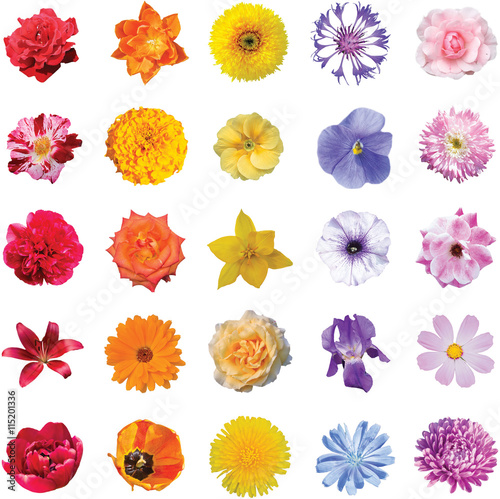 Set of flowers 5 colors 5 pieces of each color isolated on white