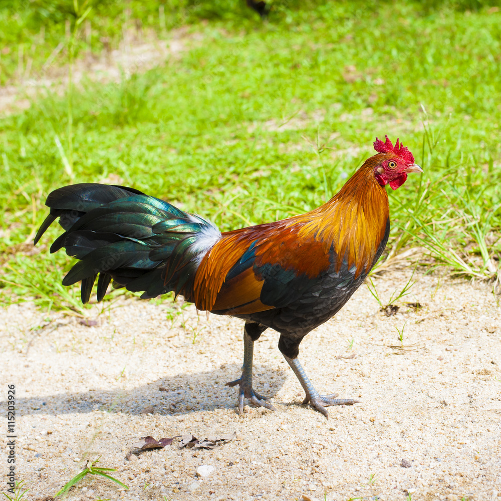 Rooster and Chickens.