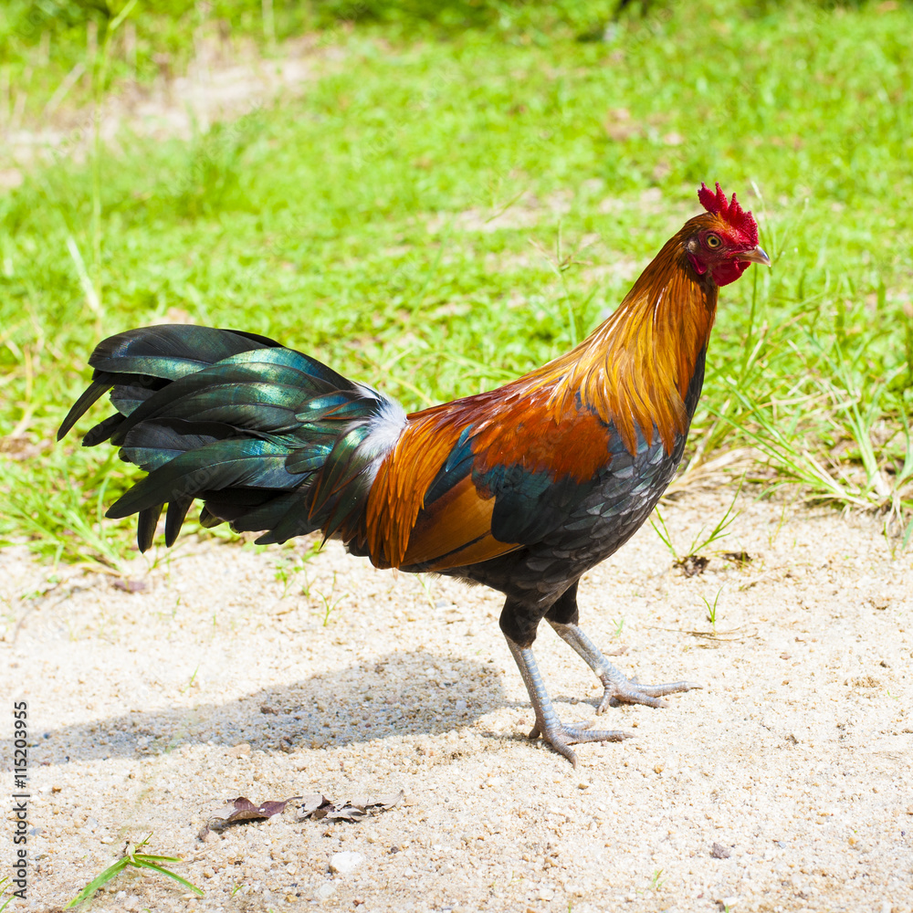 Rooster and Chickens. Rooster and Chickens.