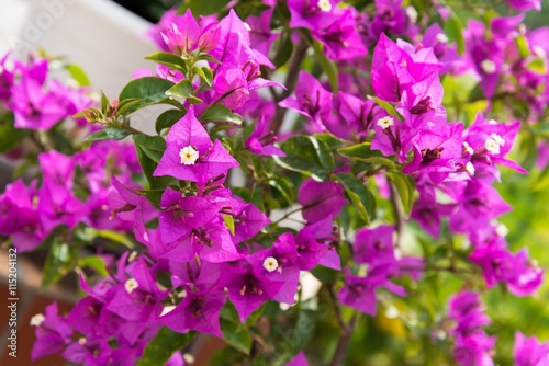 Detail of beautiful pink Bougainvillea flowers as background