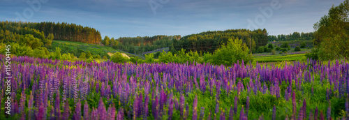 The Field of a Lupines