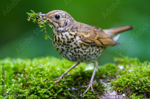 The Song Thrush and Moss