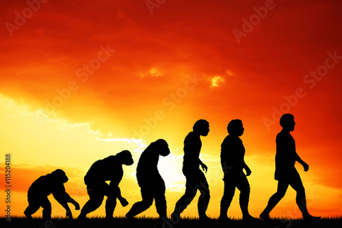 Human evolution