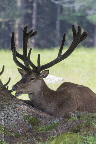 deer in the mountain