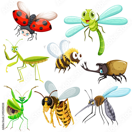 Set of different types of insects © blueringmedia