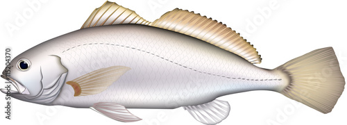 イシモチ　魚イラスト　ベクター