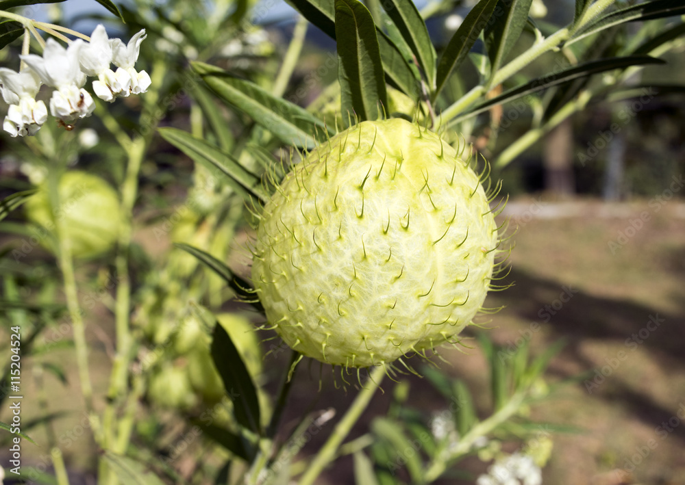 Cotton bush (Balloon milkweed) Cotton bush (Balloon milkweed)