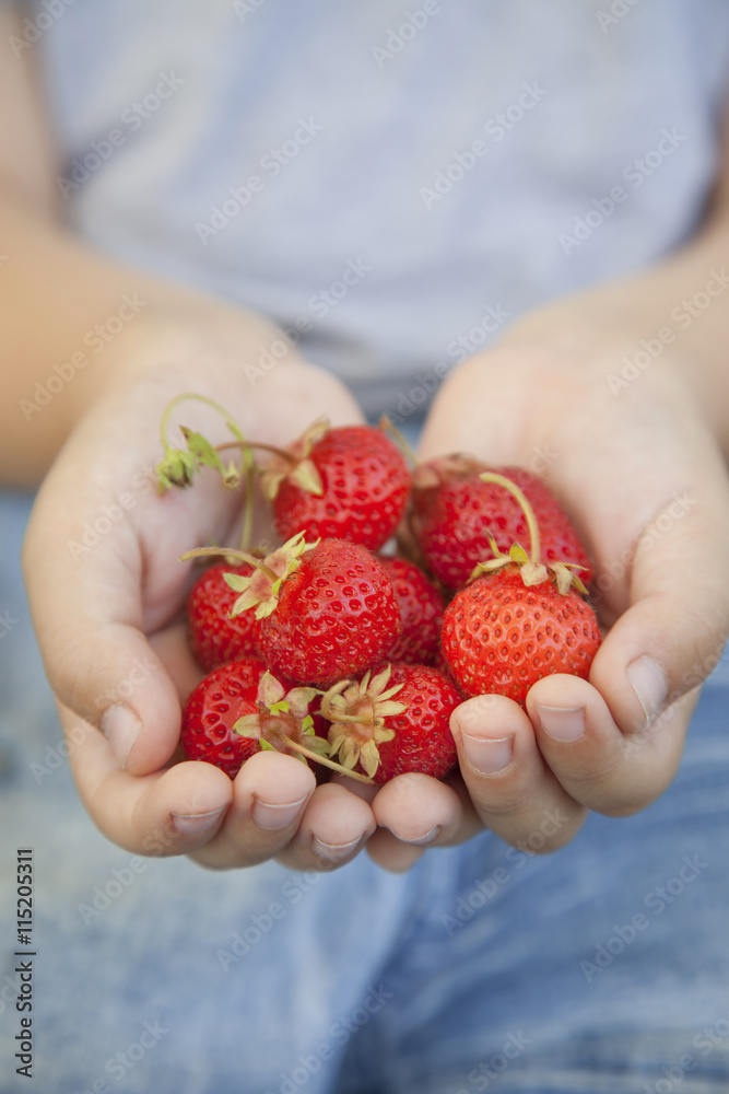 handful of strawberries in the hands of boy handful of strawberries in the hands of boy