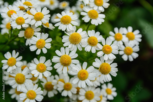 weiß und gelbe Blüten 