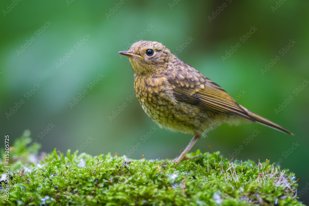 The young Robin The young Robin