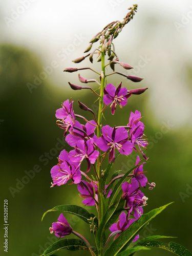 The flowers of fireweed