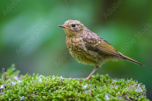 The young Robin