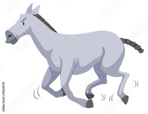 Gray horse running on white