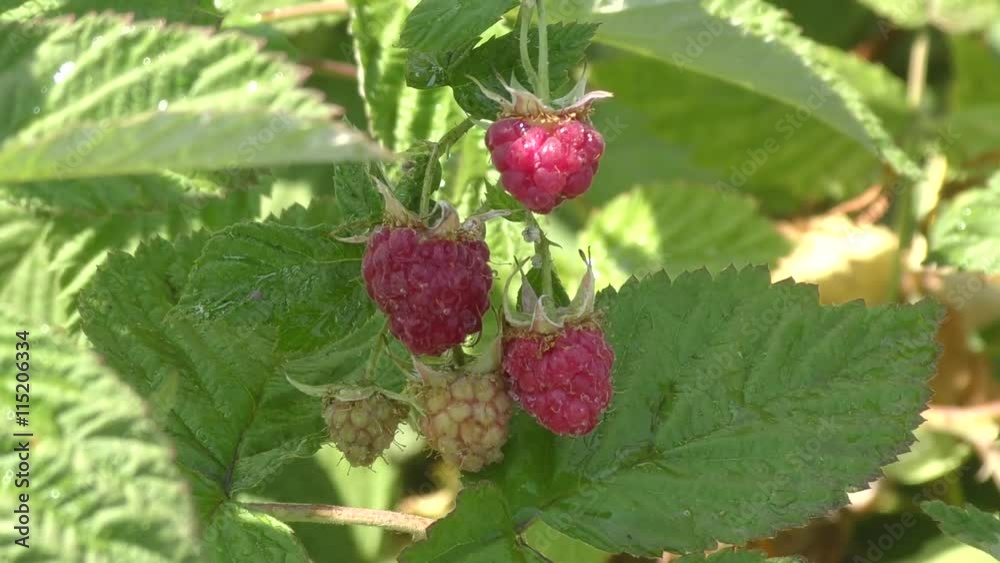 Raspberry after rain in the summer garden Raspberry after rain in the summer garden