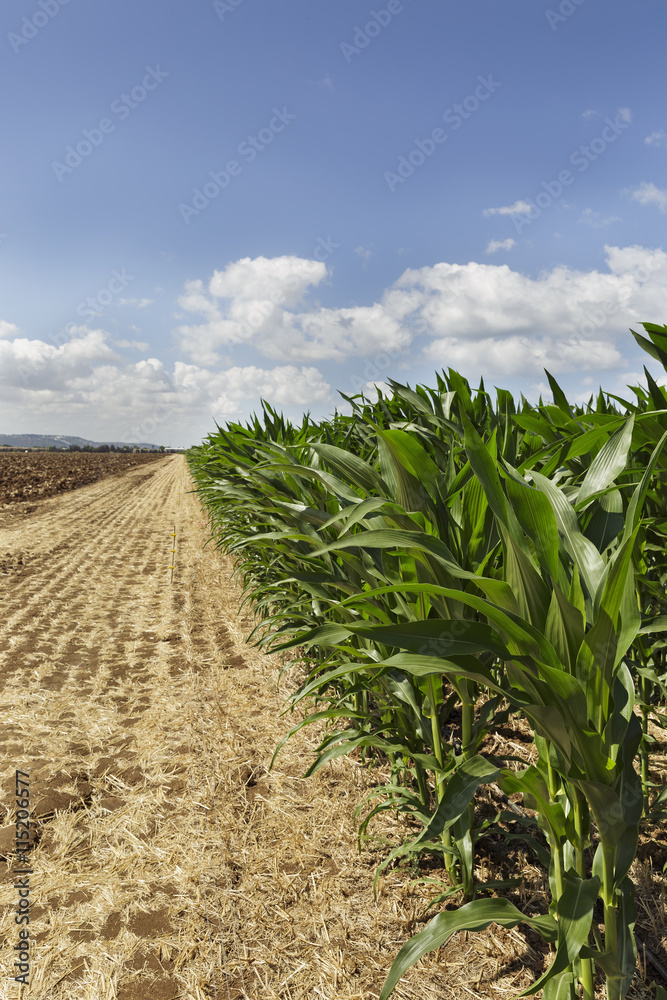 Fototapeta premium Corn field