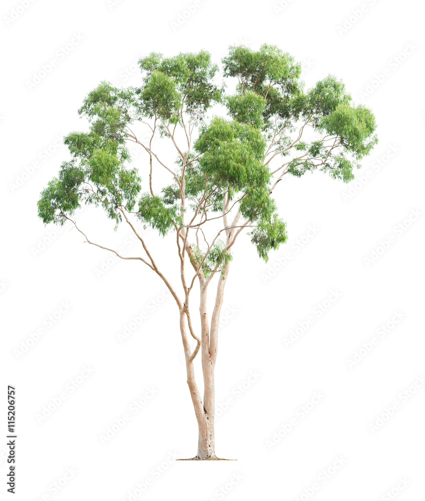 Fototapeta premium Green eucalyptus tree